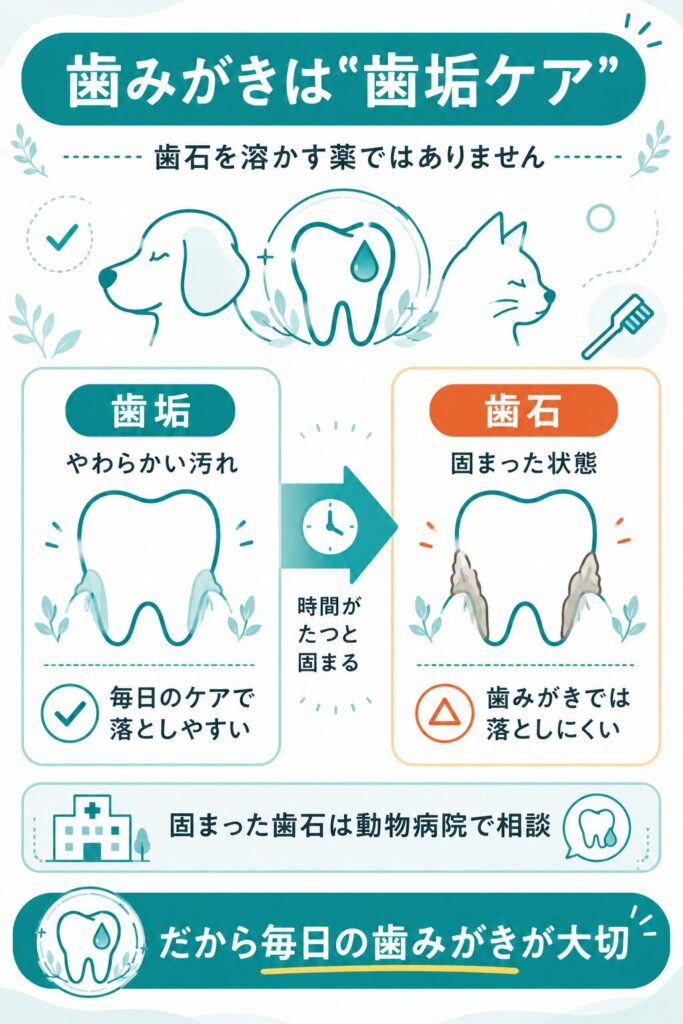 歯垢と歯石の違いと歯みがきの役割を示した解説図