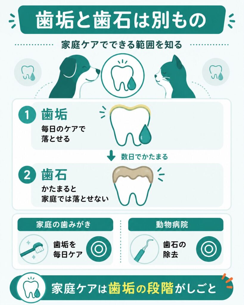 歯垢が歯石に変わる流れと家庭ケアの範囲を示した図
