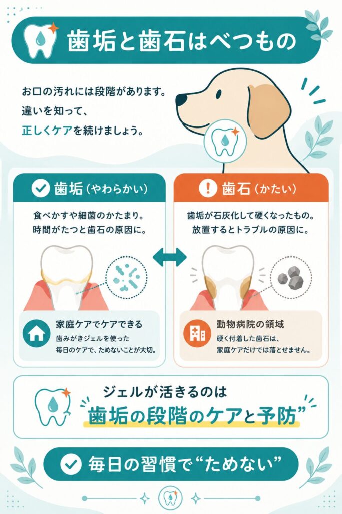 歯垢と歯石の違いと家庭ケアでできる範囲を示す図解