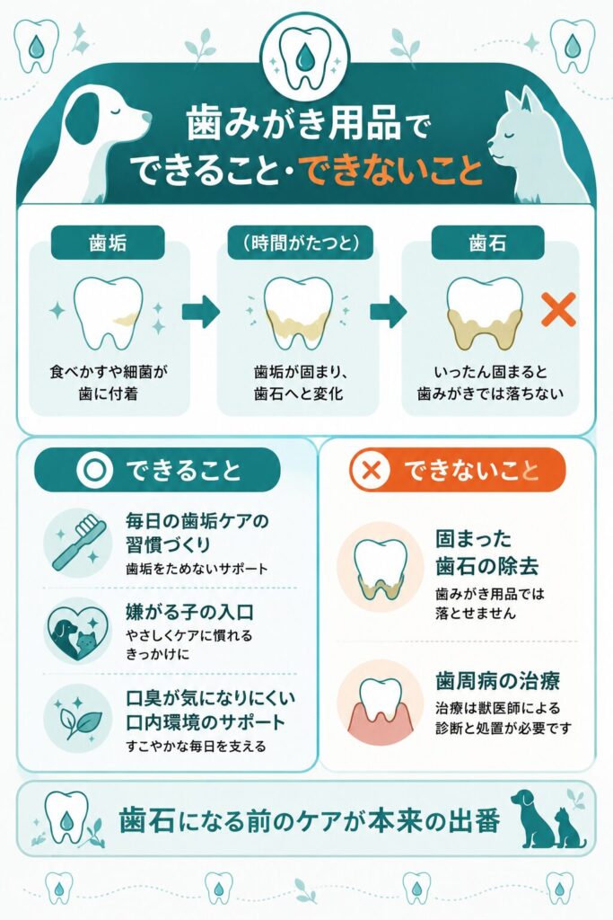 歯垢と歯石の違いとできることできないことの図解