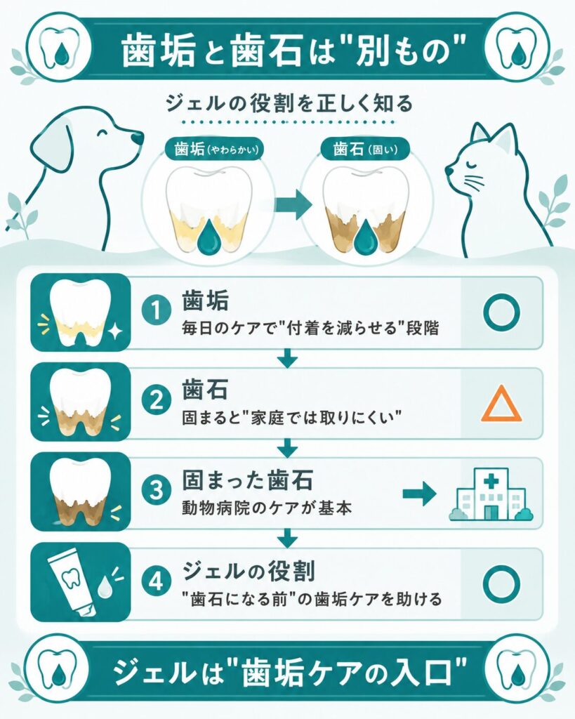 犬の歯垢と歯石の違いとジェルの役割を示した図解