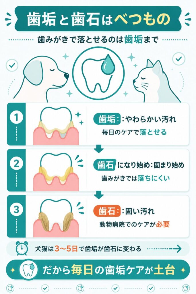 クリスタルジョイ解説。歯垢と歯石の違いと進行を示した図解